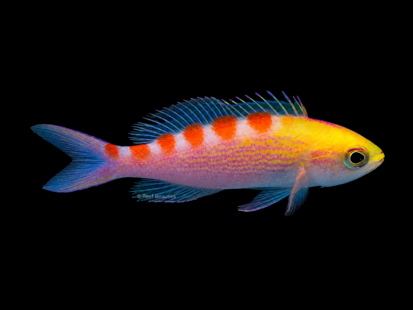 Anthias Flavo EXPERT (Pseudanthias Flavoguttatus)