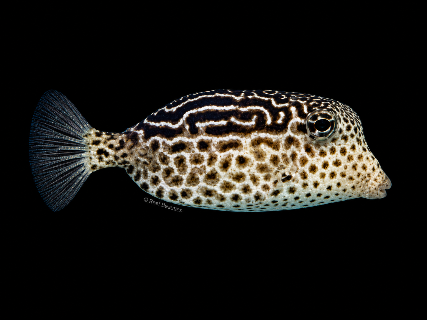 Scribbled Box (Ostracion Solorensis)