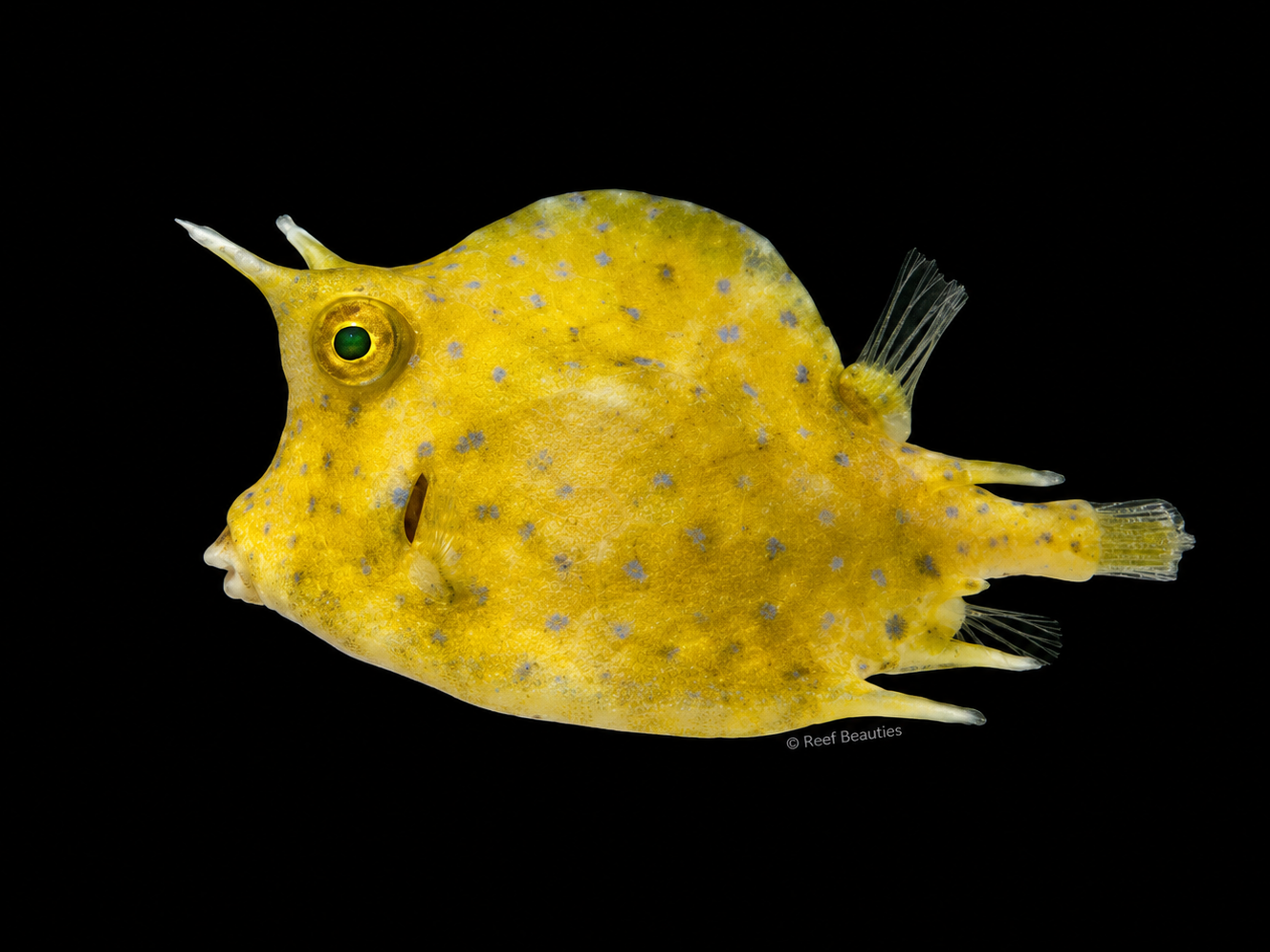 Camel Cowfish (Tetrosomus Gibbosus)