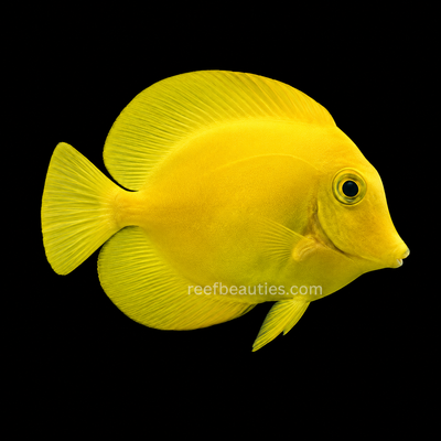 Philippine Yellow Tang (Acanthurus Pyroferus)