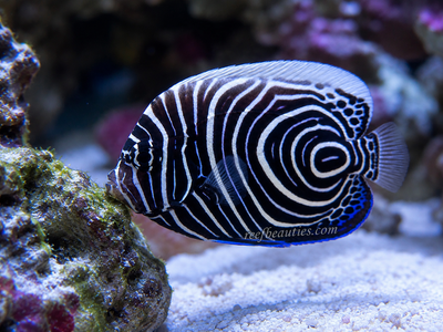Juvenile Emperor Angel (Pomacanthus Imperator)