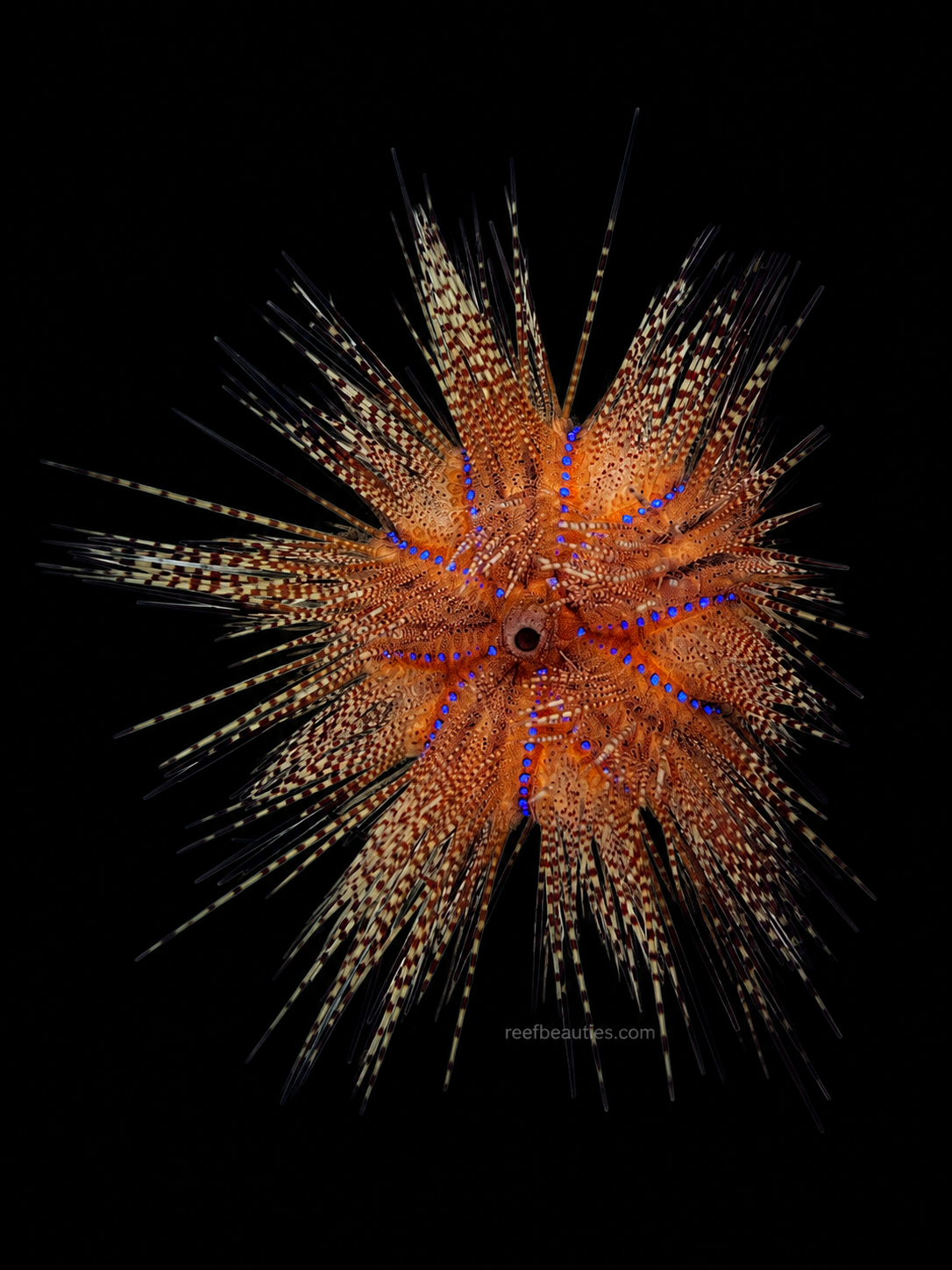 Rainbow Urchin EXPERT (Astropyga radiata)