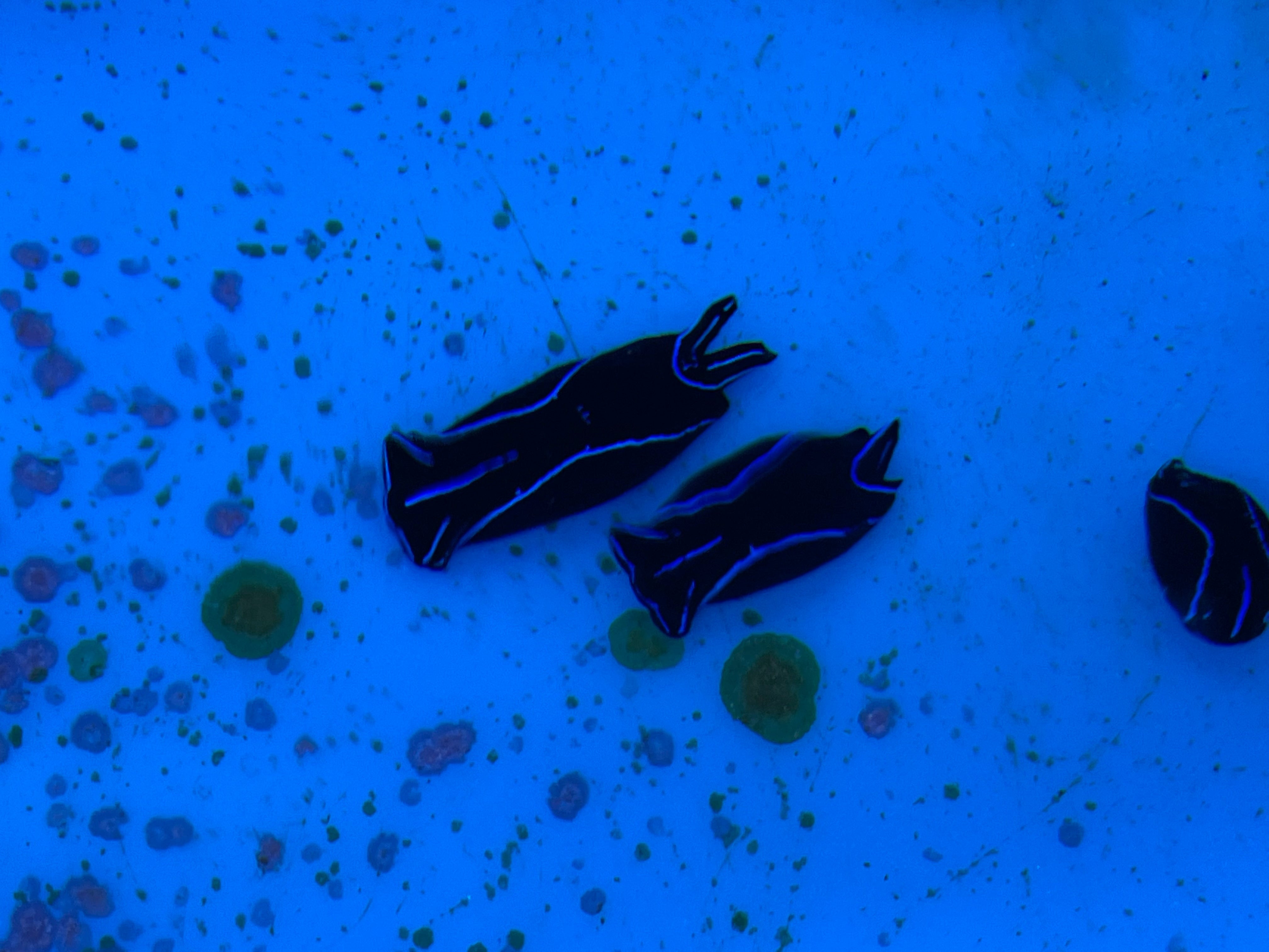 Blue Velvet Nudibranch EXPERT (Chelidonura Varians)