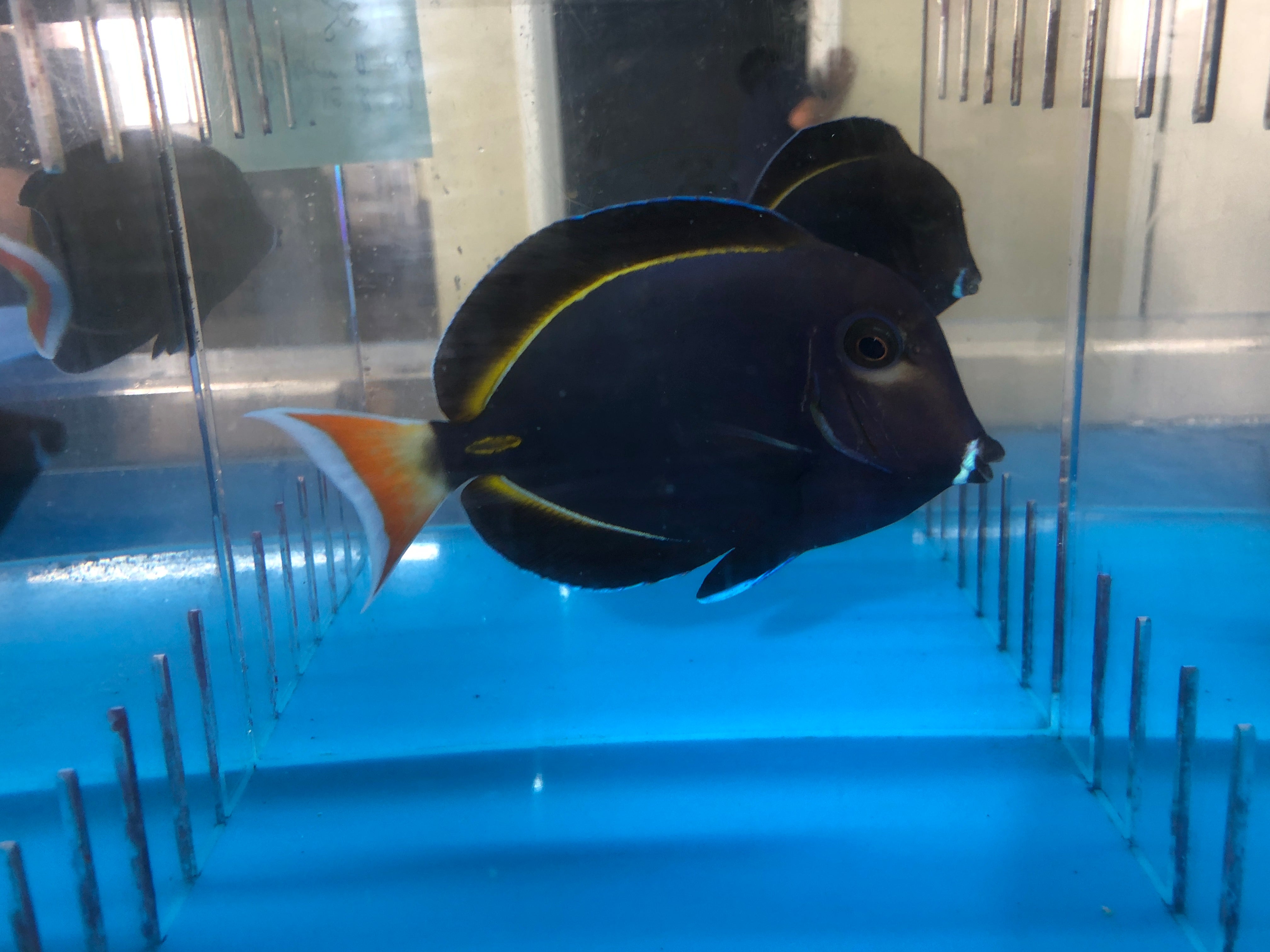 alt="hybrid achilles tang"