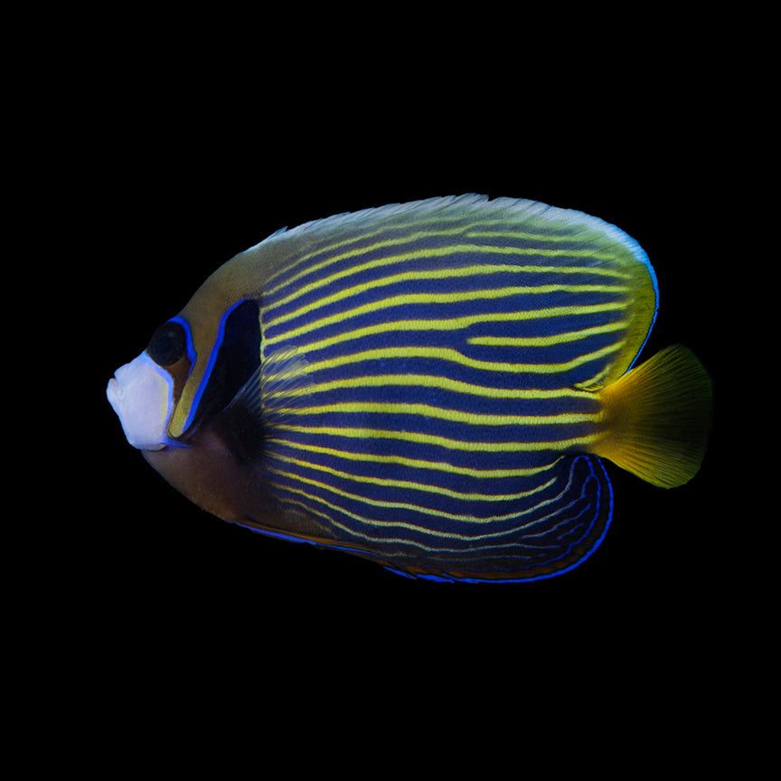 alt="Emperor Angelfish"