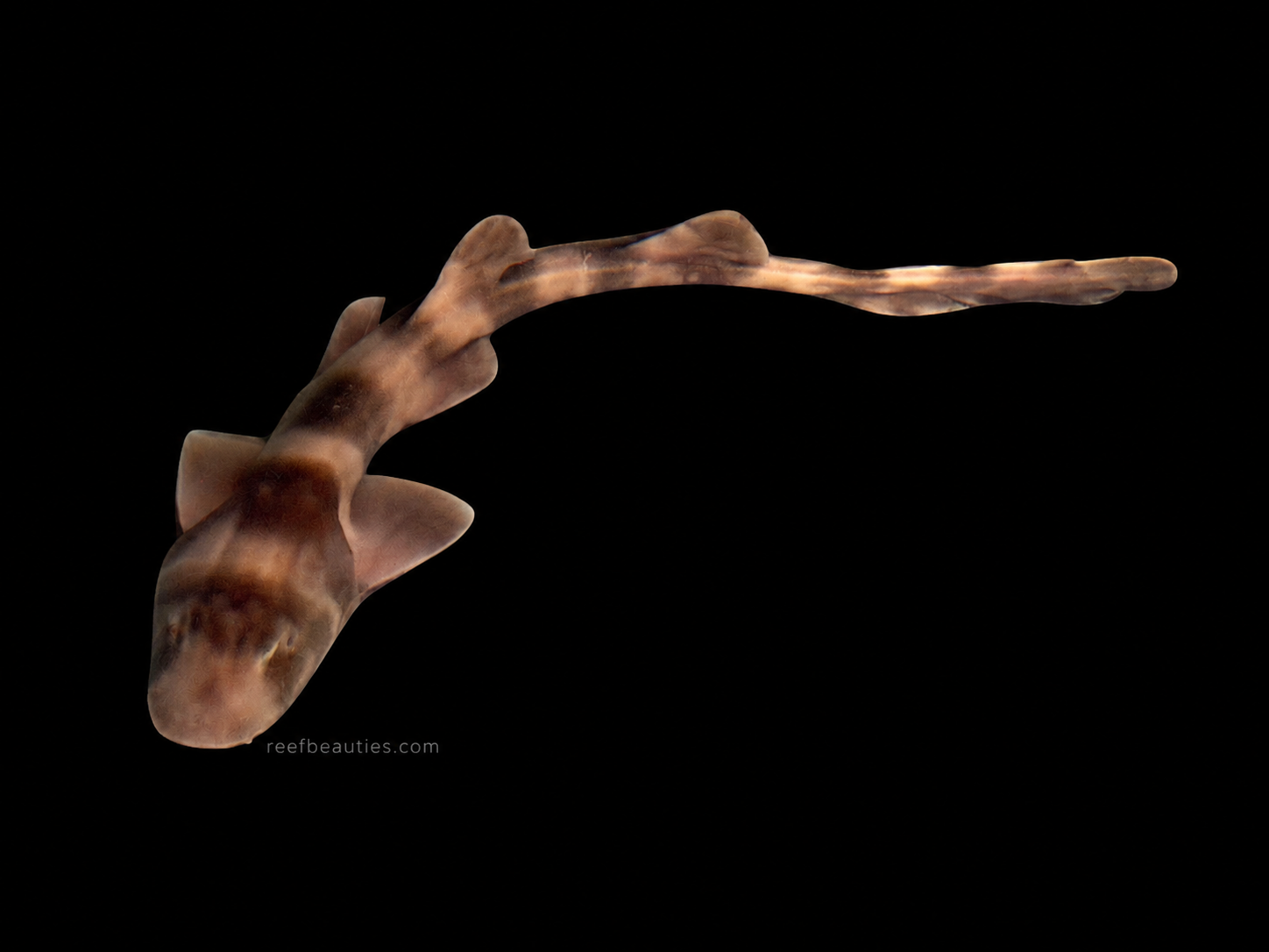 Bamboo Shark (Chiloscylium Punctatum)