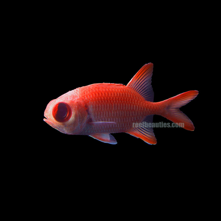 Big Eye Soldierfish (Myripristis Jacobus)