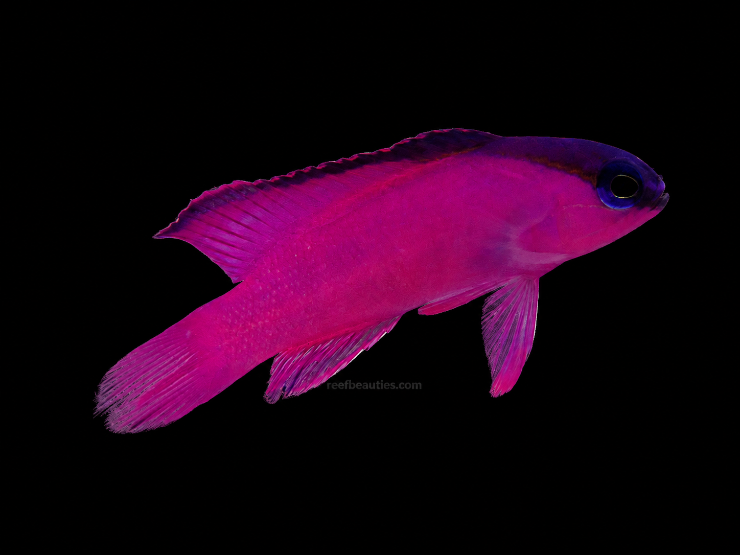 Black Cap Basslet (Gramma Melacara)