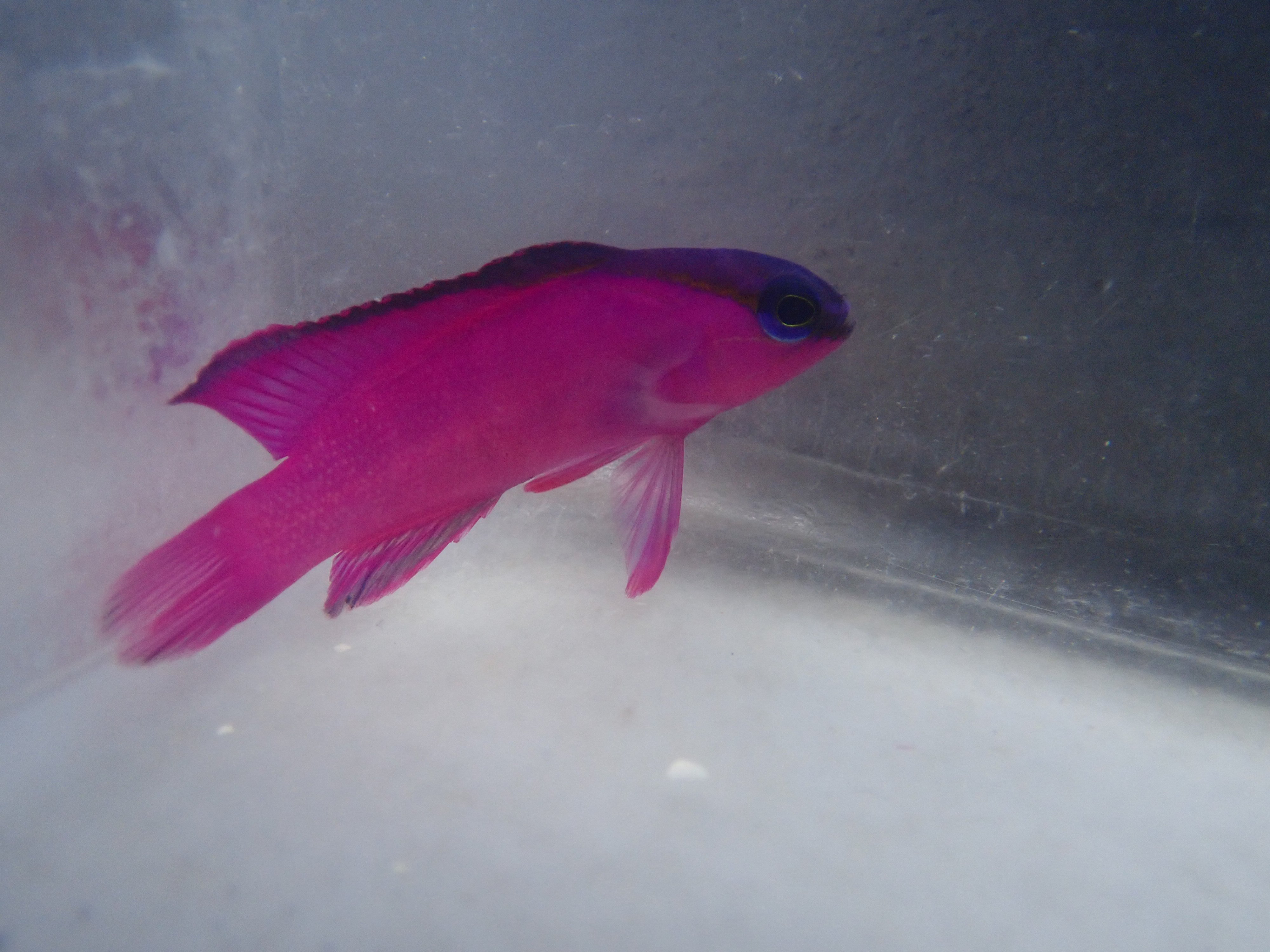 Black Cap Basslet (Car. (Gramma Melacara)