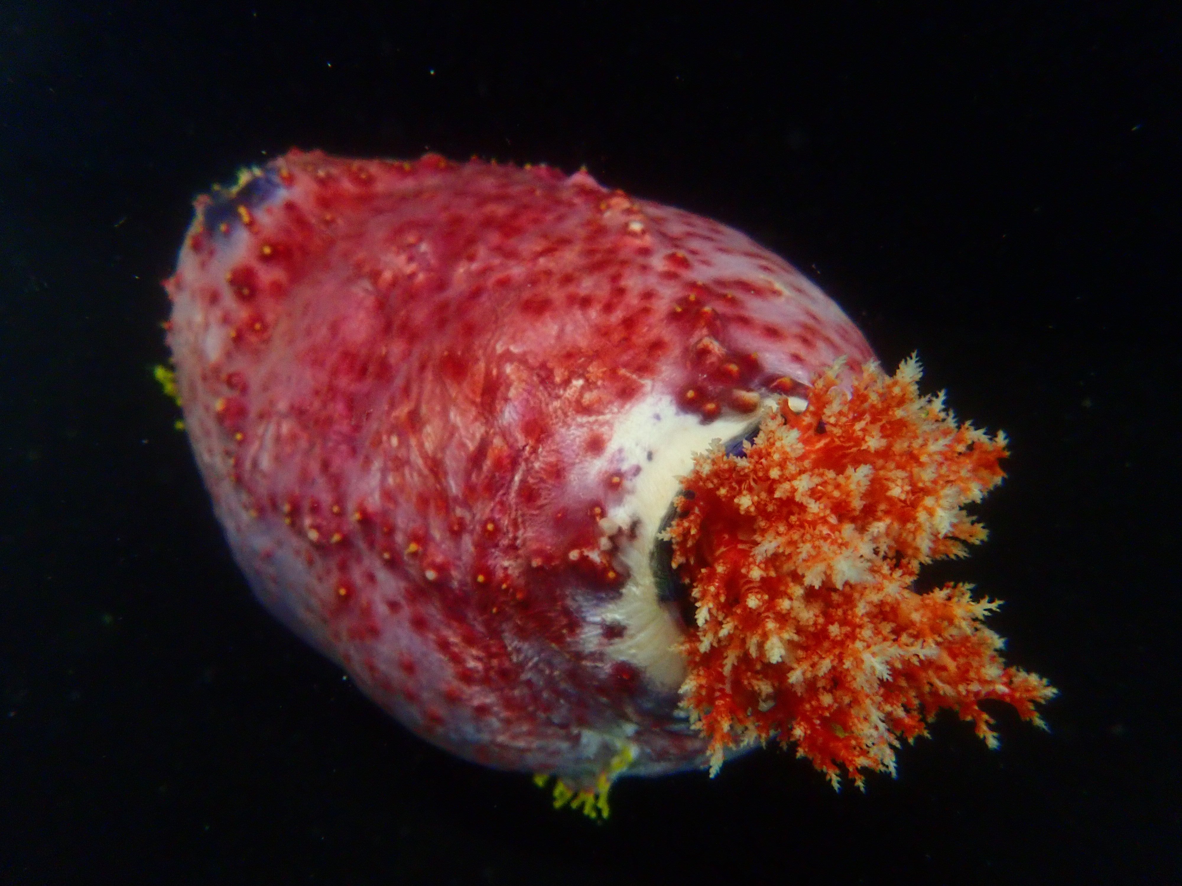 Sea Apple EXPERT (Pseudocolochirus Violaceus)