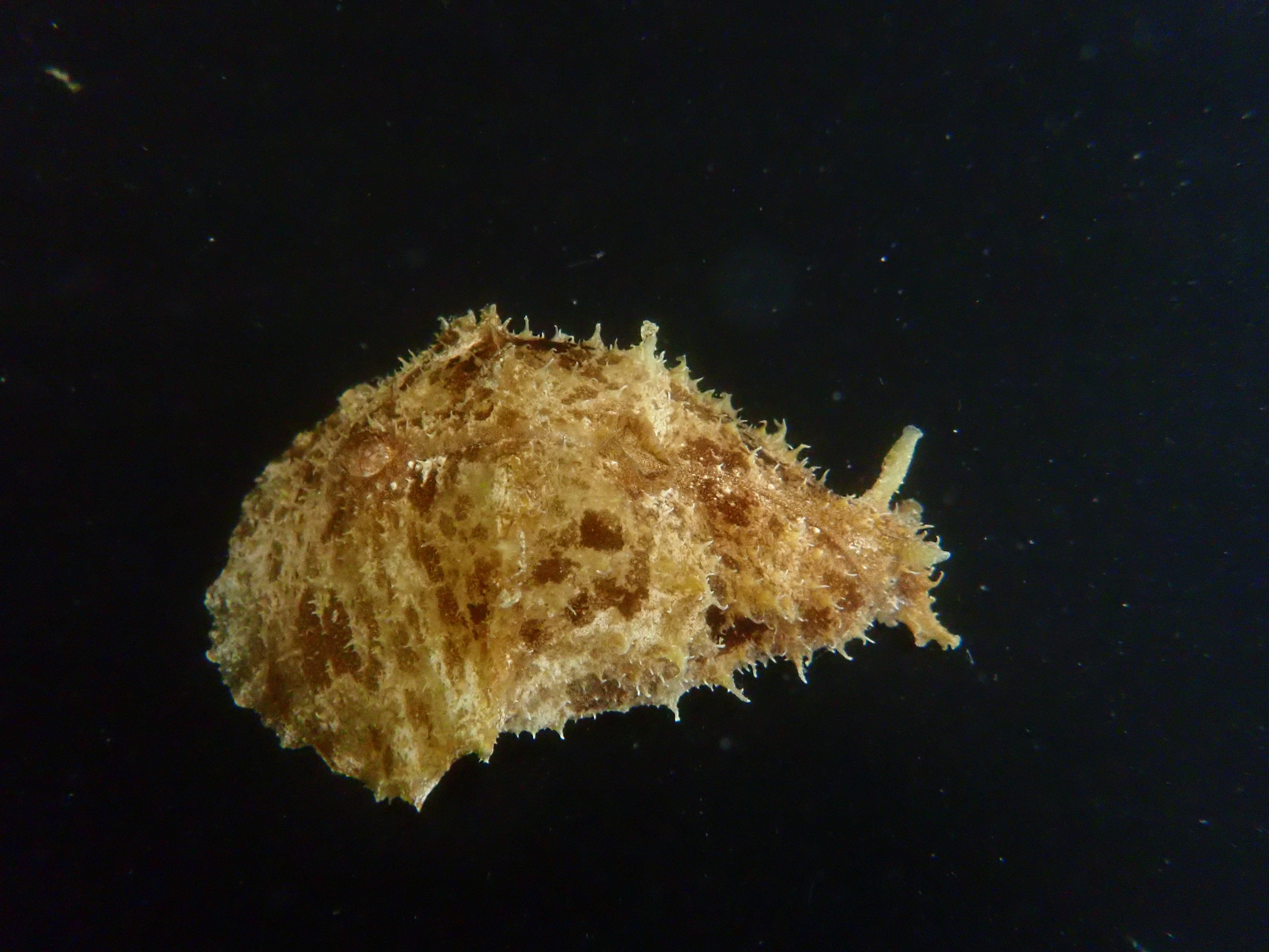 Sea Hare Nudibranch (Dolabrifera Dolabrifera)