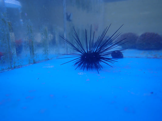 Urchin Long Spine (Diadema Antillarum)