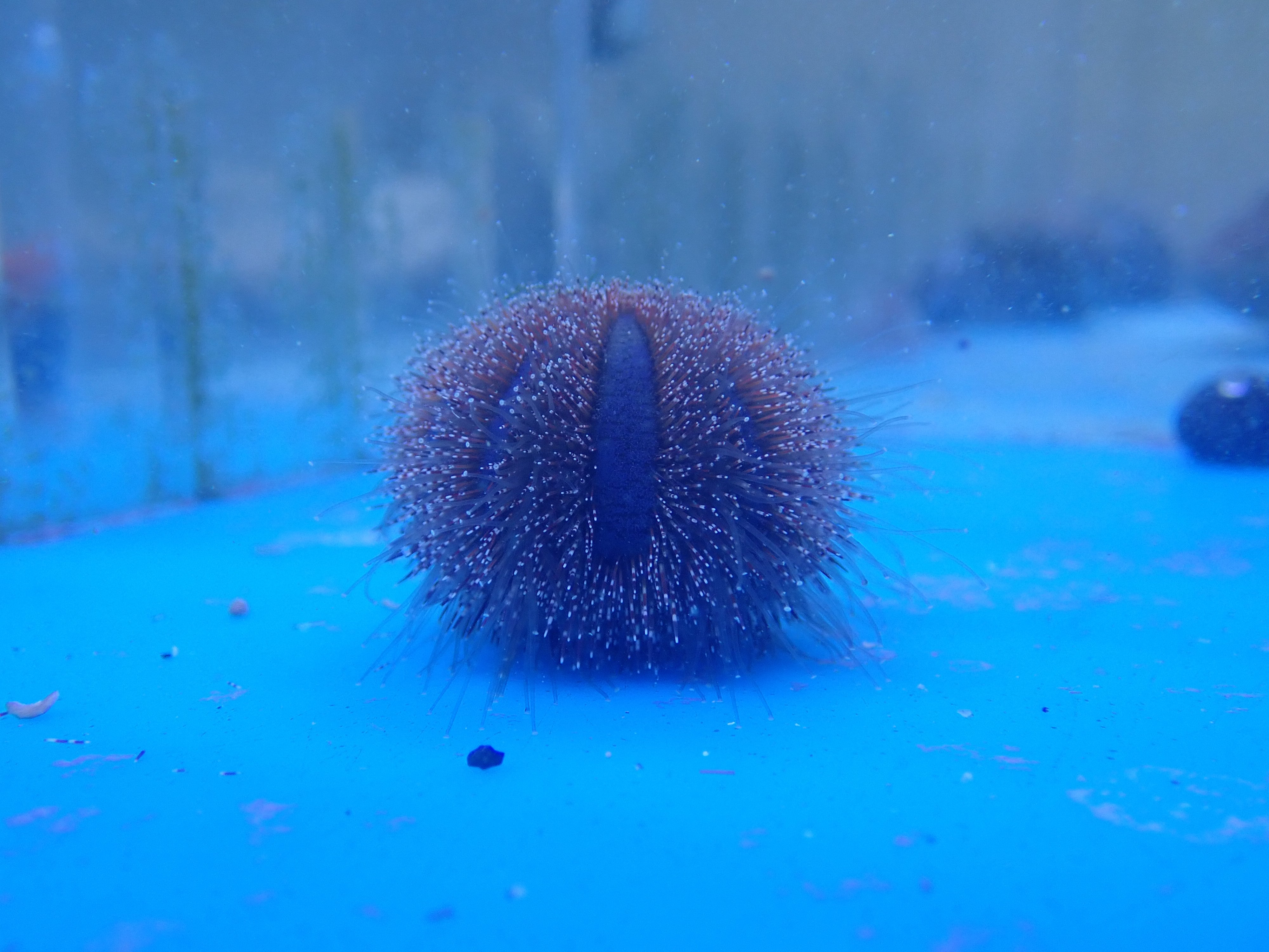 Tuxedo Urchin (Mespillia Globulus)