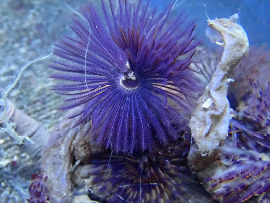 Featherduster (Sabellastarte Sp)