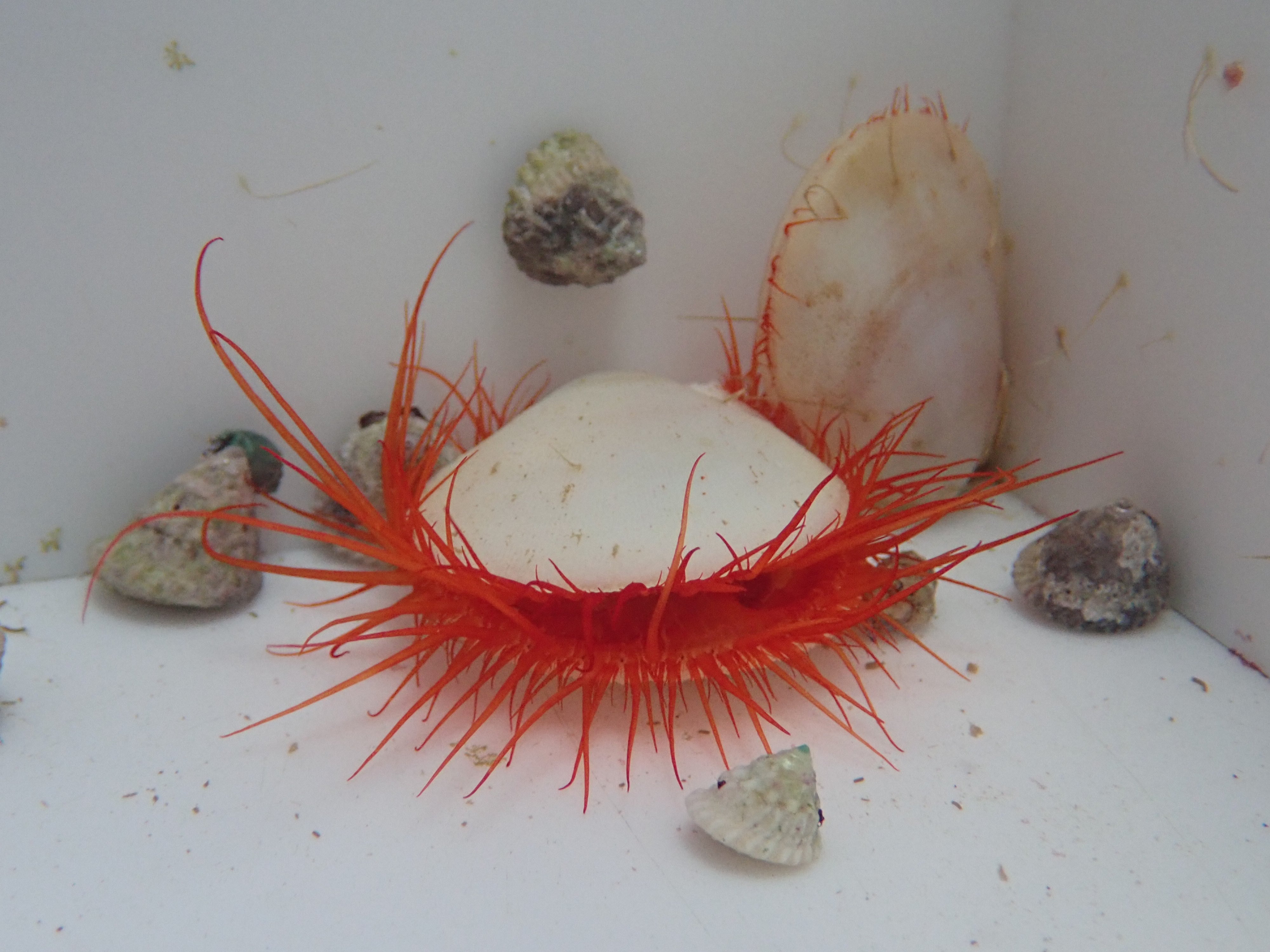 Flashing Electric Scallop (Ctenoides Ales)