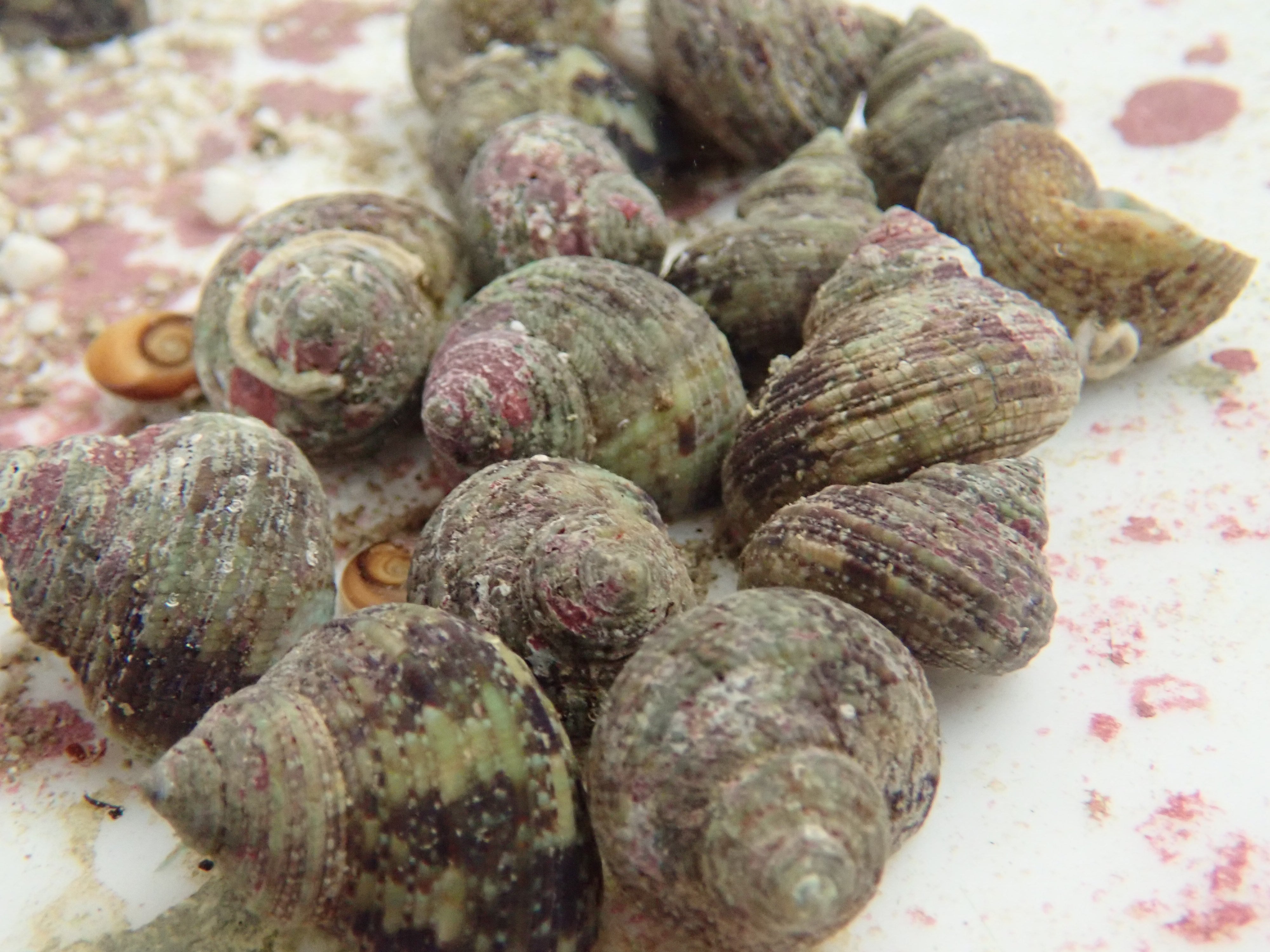 Turbo Snail (Vietnam) (Turbo Fluctosus)