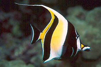 Moorish Idol EXPERT (Zanclus Cornutus)