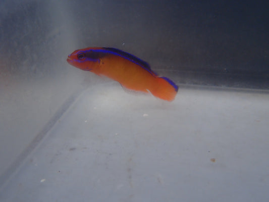 C/B Neon Dottyback (Pseudochromis Aldabraen)