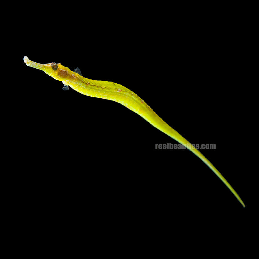 Alligator Pipefish EXPERT (Syngnathus Species)