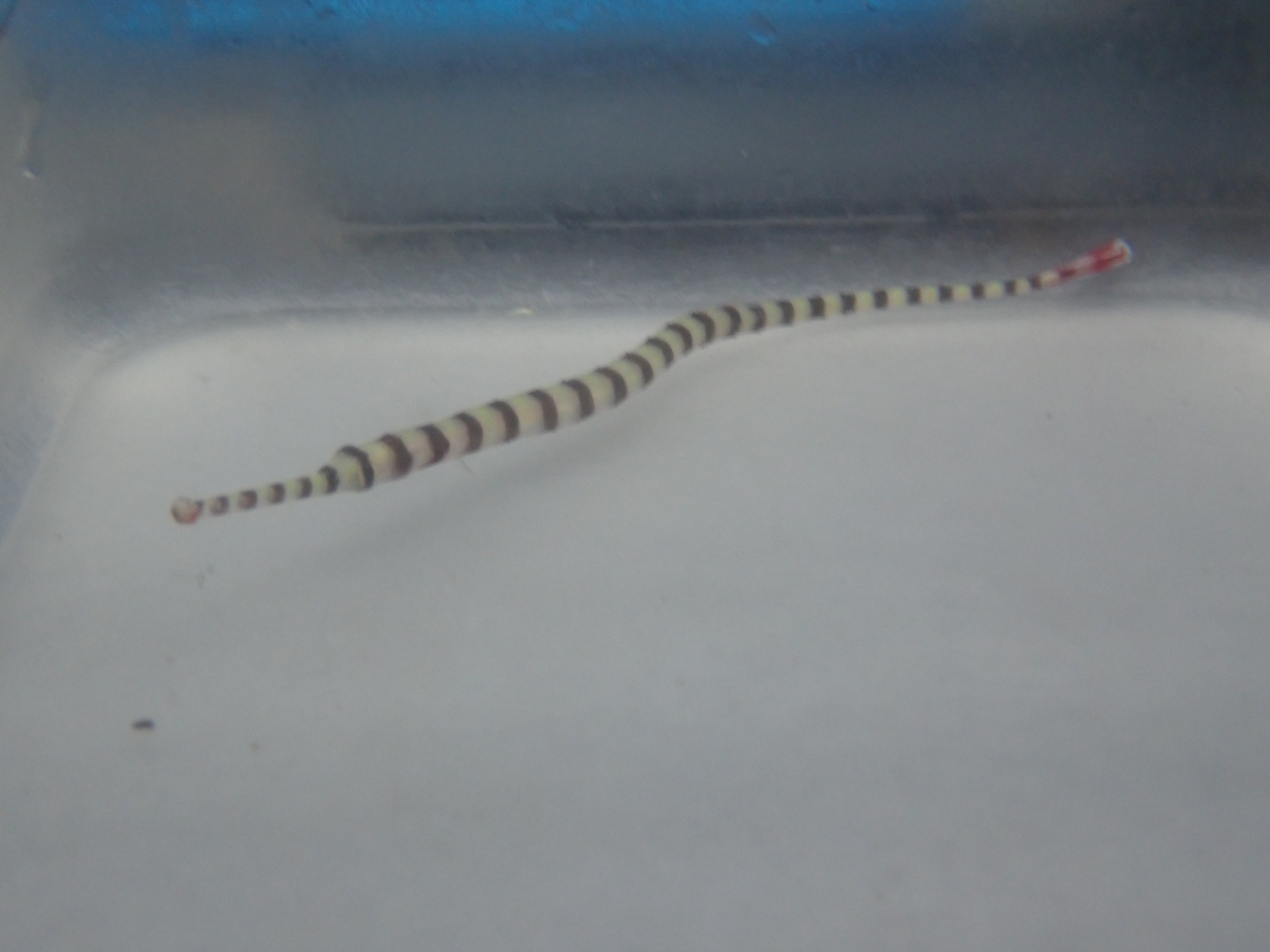 Banded Pipefish EXPERT (Doryrhampus Dactyliophorus)