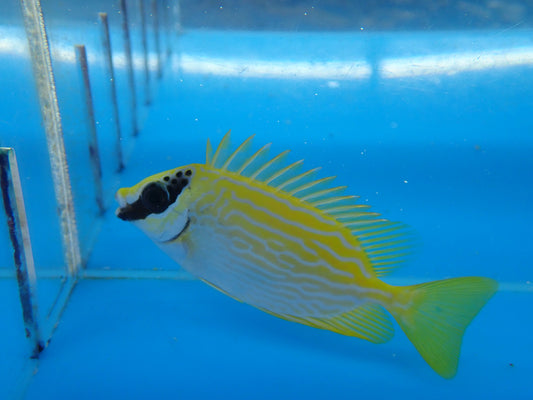 Masked Rabbitfish (Siganus Puellus)