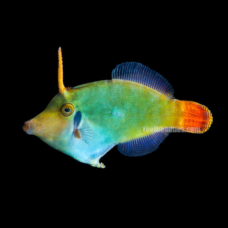 Red Tail Filefish (Pervagor Melanocephalus)