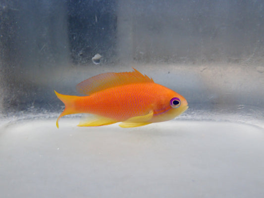 Lyretail Anthias Female (Pseudanthias Squampinnis)