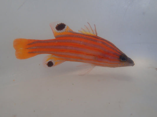 Swales Candy Basslet (Liopropoma Swalesi)