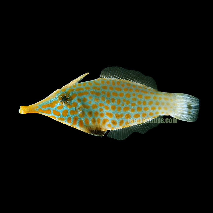 Orangespot Filefish (Oxymonacanthus Longirostris)