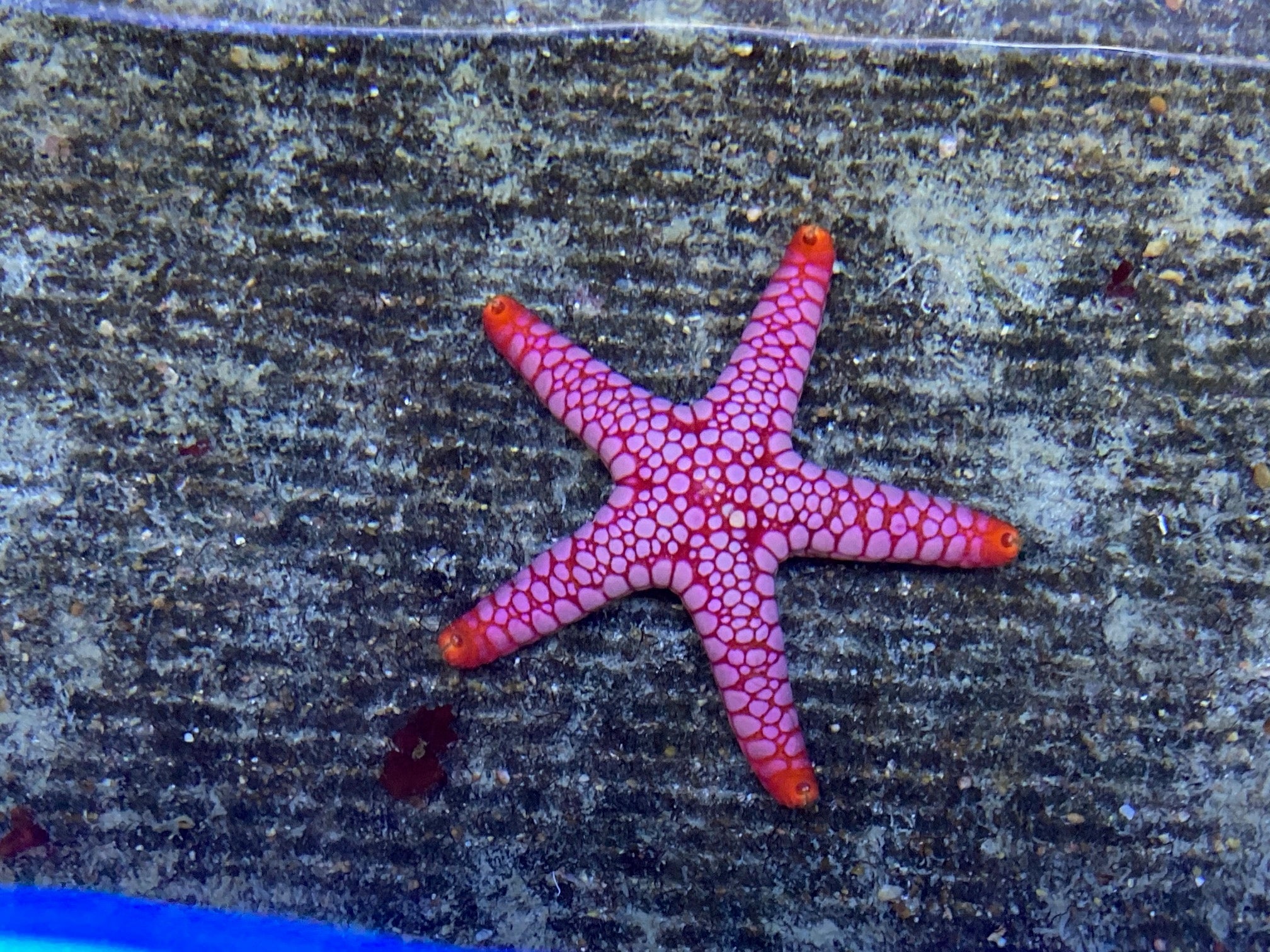 Pink Fromia Starfish (Fromia Monilis)