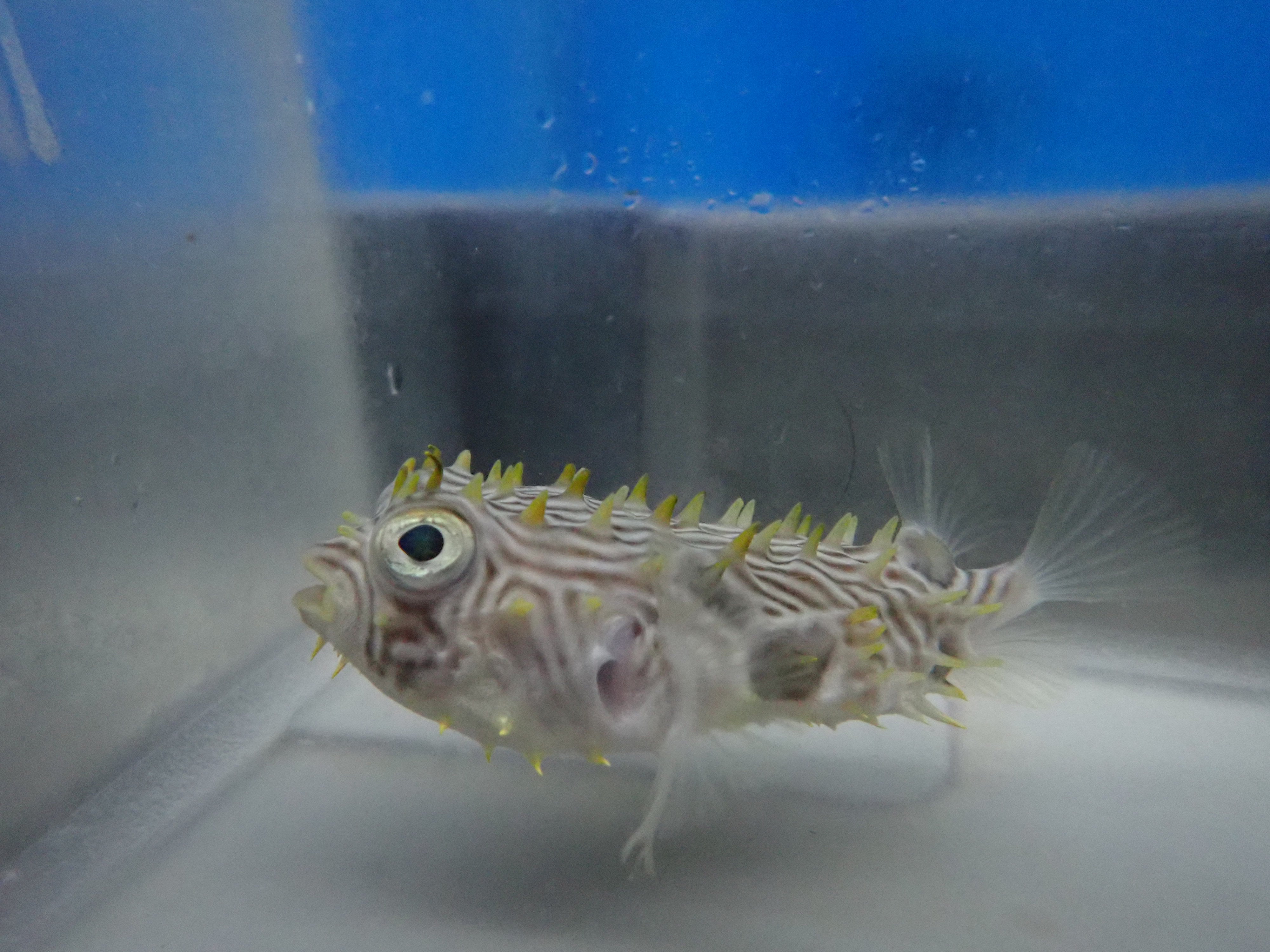 Spiny Puffer (Chilomycterus Schoepfi)