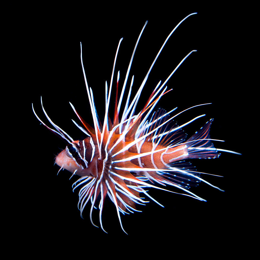alt="radiata lionfish"