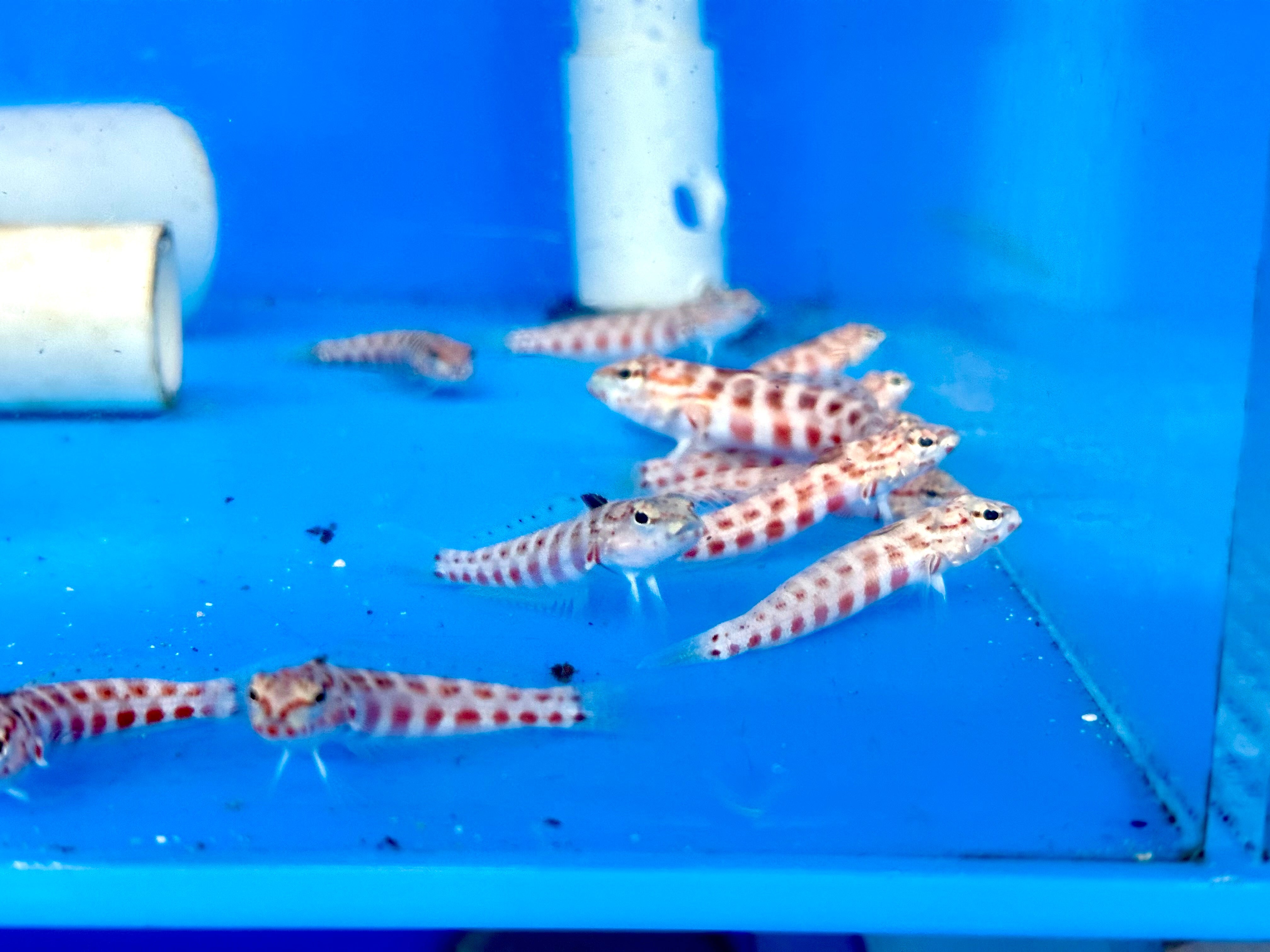 Red Snyder Goby (Parapercis Species)