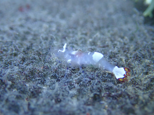 White Spot Anemone Shrimp (Periclimenes Brevicarpalis)