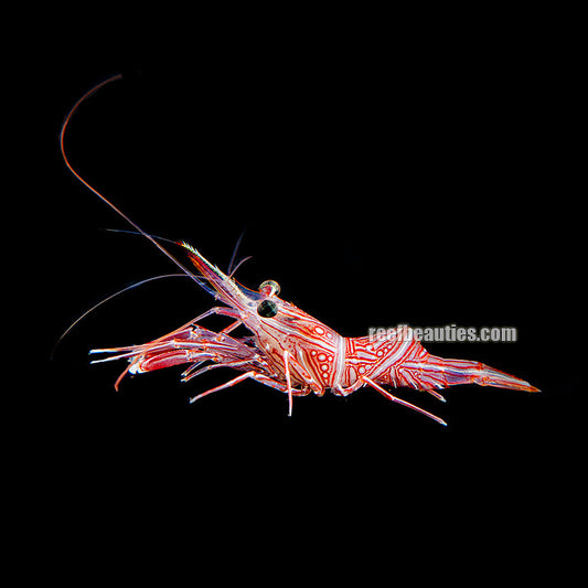 Camel Shrimp (Rhynchocinetes Specie)