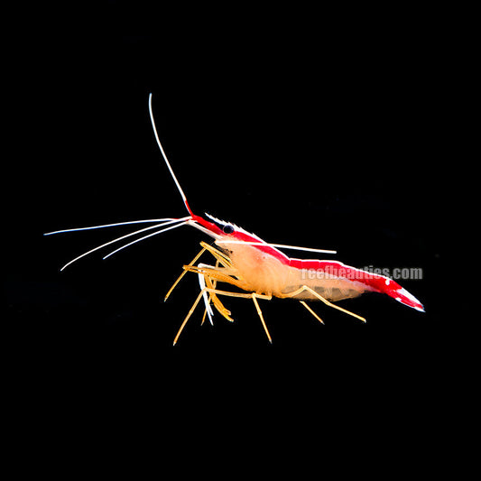 Cleaner Shrimp (Lysmata Grabhami)