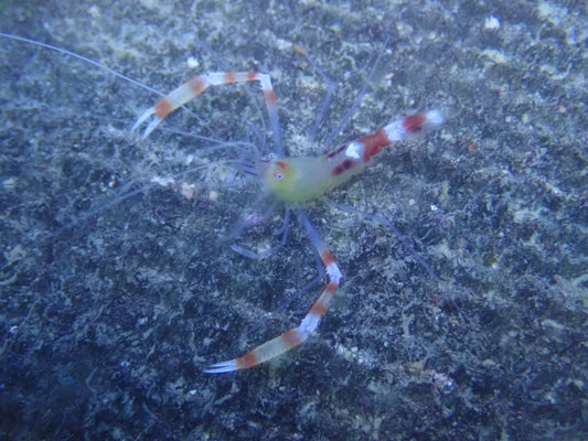 Gold Coral Banded Shrimp (Stenopus Scutellatus)