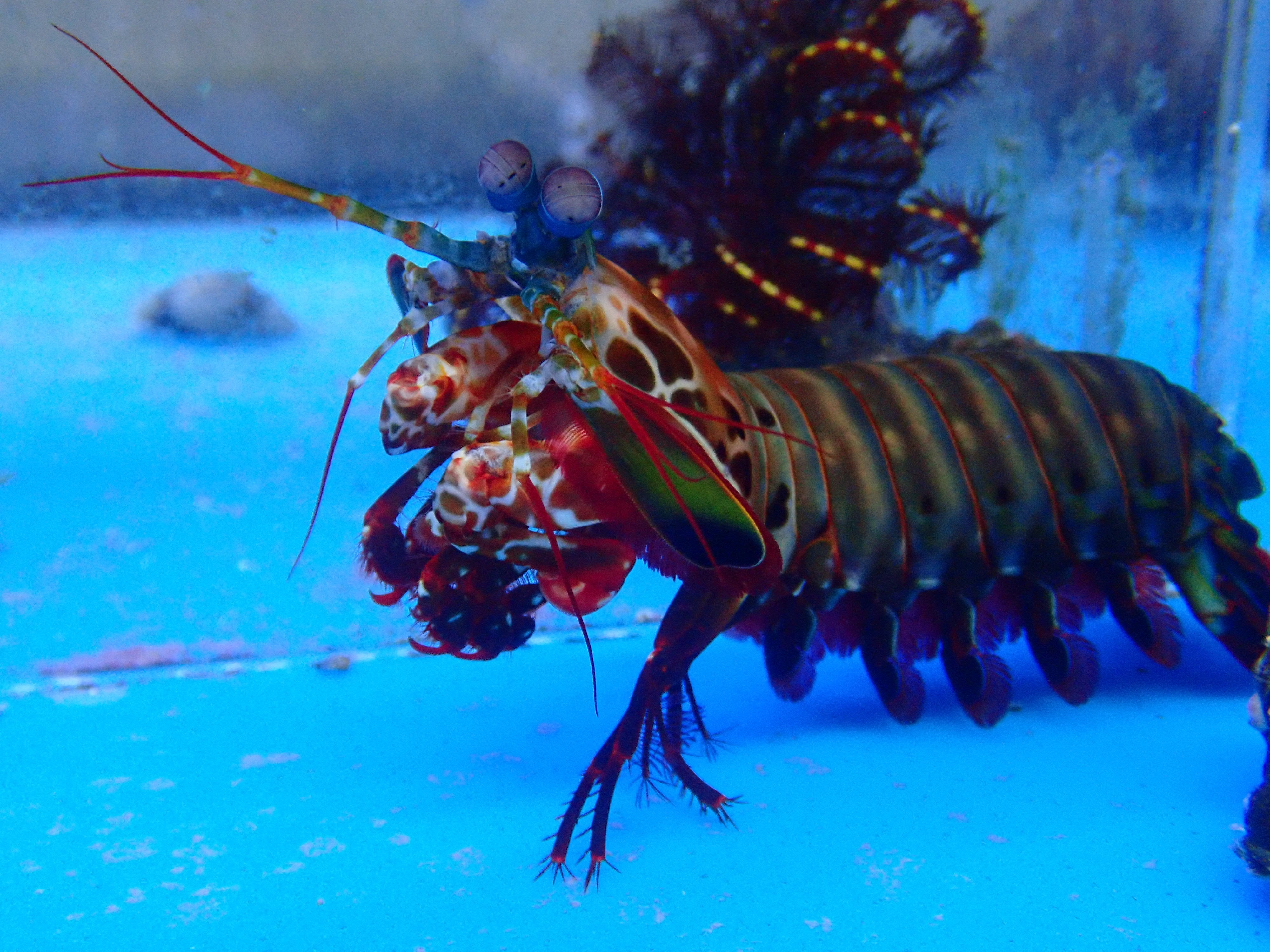Peacock Mantis Shrimp EXP (Squila Mantis)