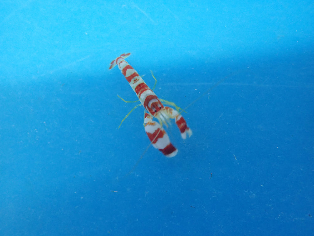 Red Banded Pistol Shrimp (Alpheus Randall) – Reef Beauties