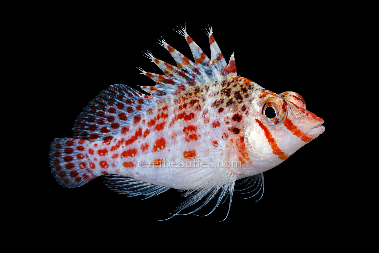 Hawkfish Spotted (Cirrhitichthys Oxycephalus)