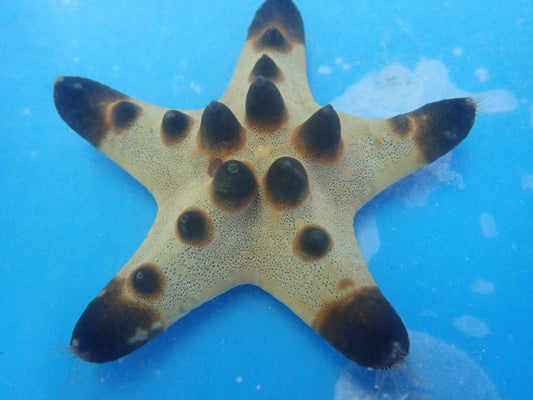 Chocolate Chip Starfish (Protoreaster Nodosus)