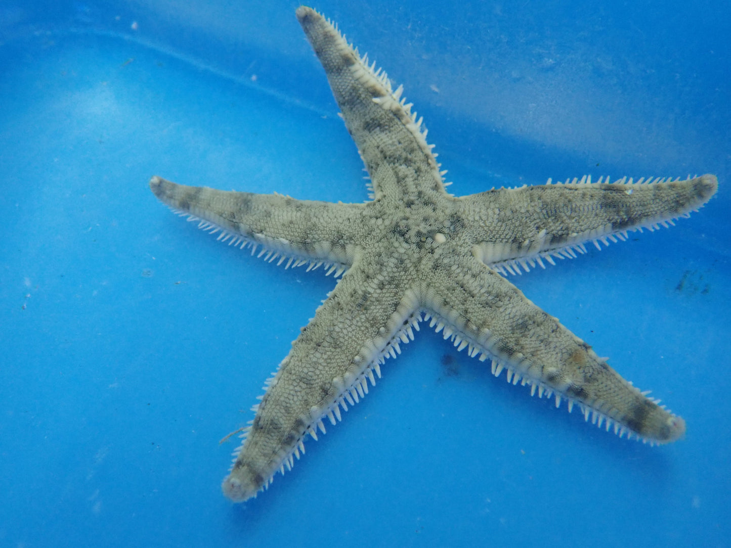 Sand Sifting Starfish (Astropecten Polycanthus)