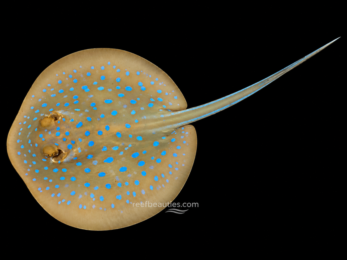 Blue Spotted Stingray EXPERT (Taeniura Lymma)