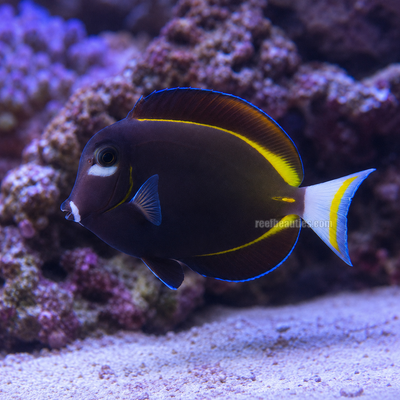 Gold Rimmed Tang EXPERT (Acanthurus Nigricans)