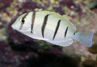 alt="convict tang"