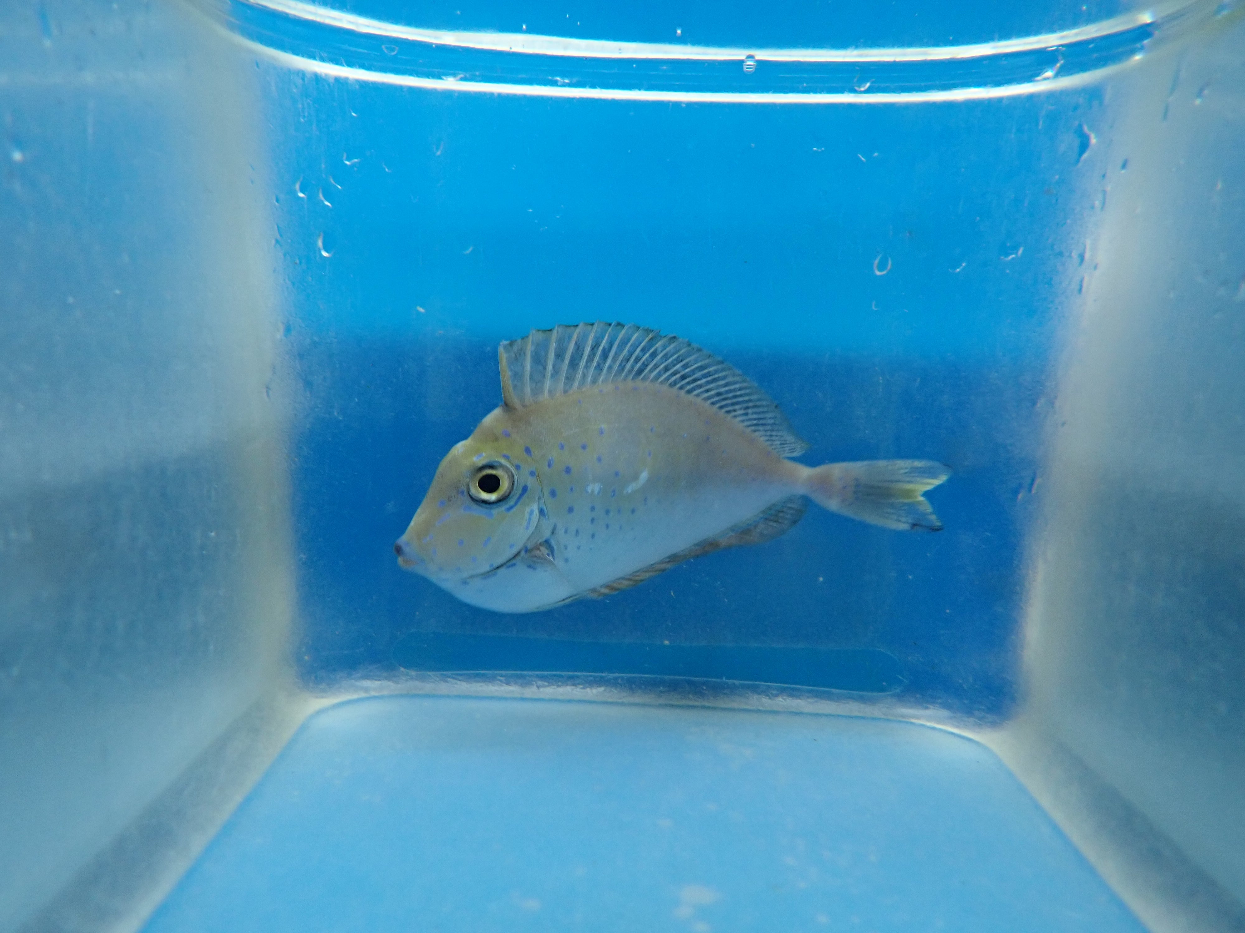 alt="vlamingi tang"