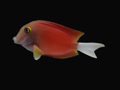 Whitetail Bristletooth Tang (Ctenochaetus Flavicauda)