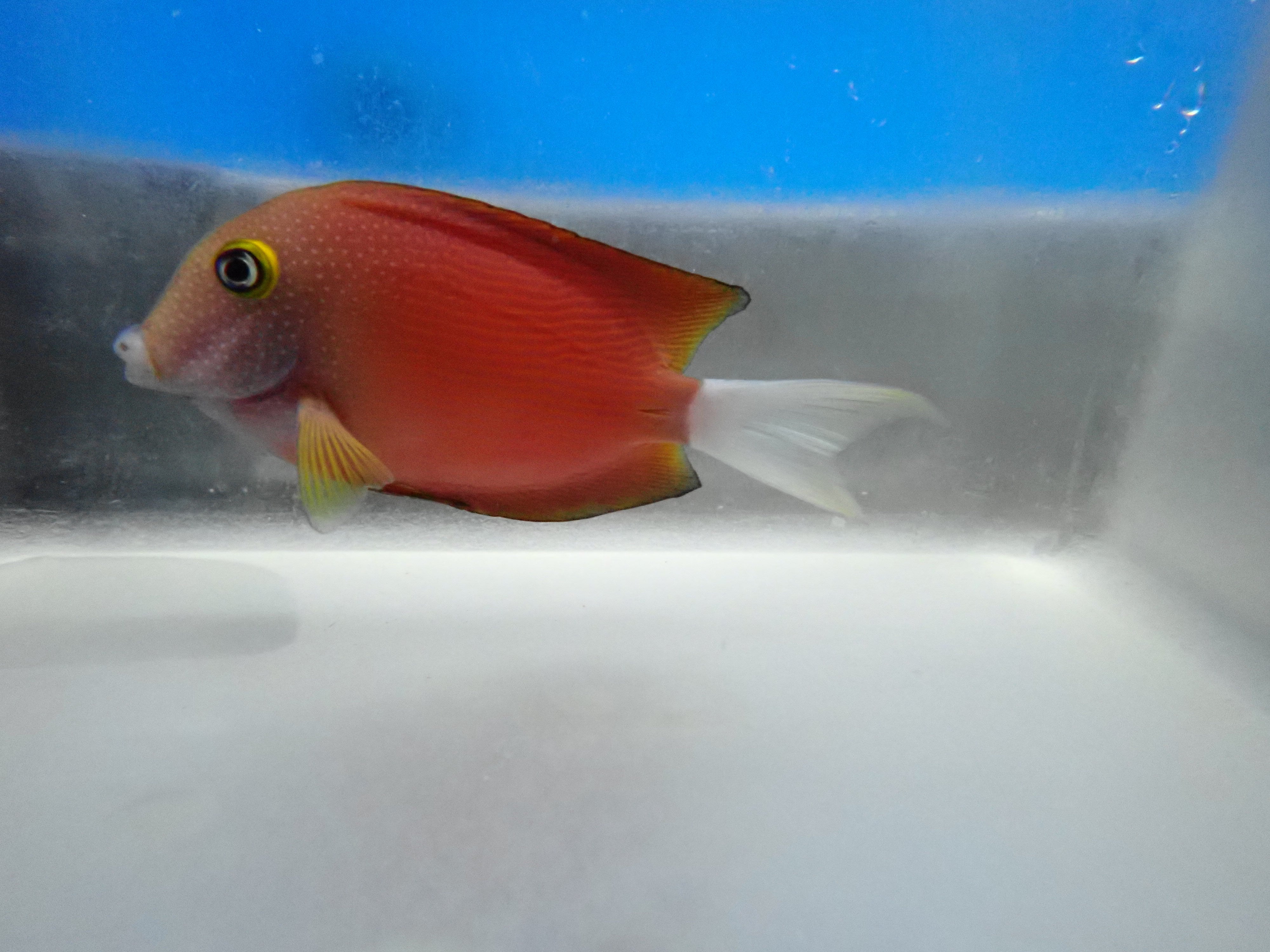 Whitetail Bristletooth Tang (Ctenochaetus Flavicauda)