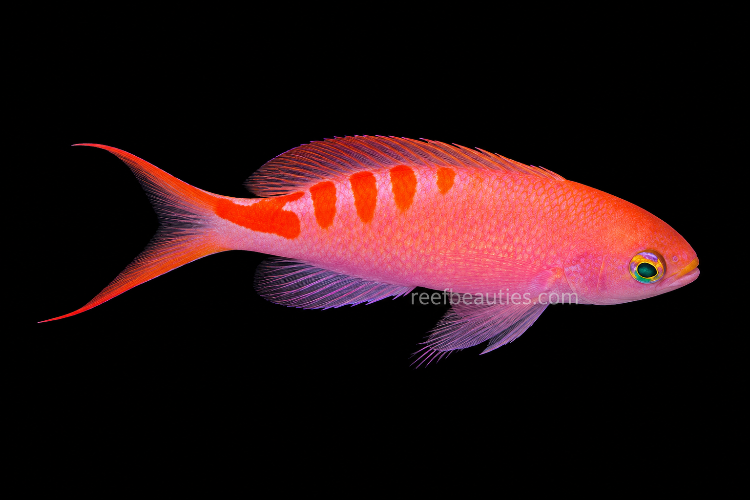 Anthias Tiger Queen EXPERT (Pseudanthias Lori)