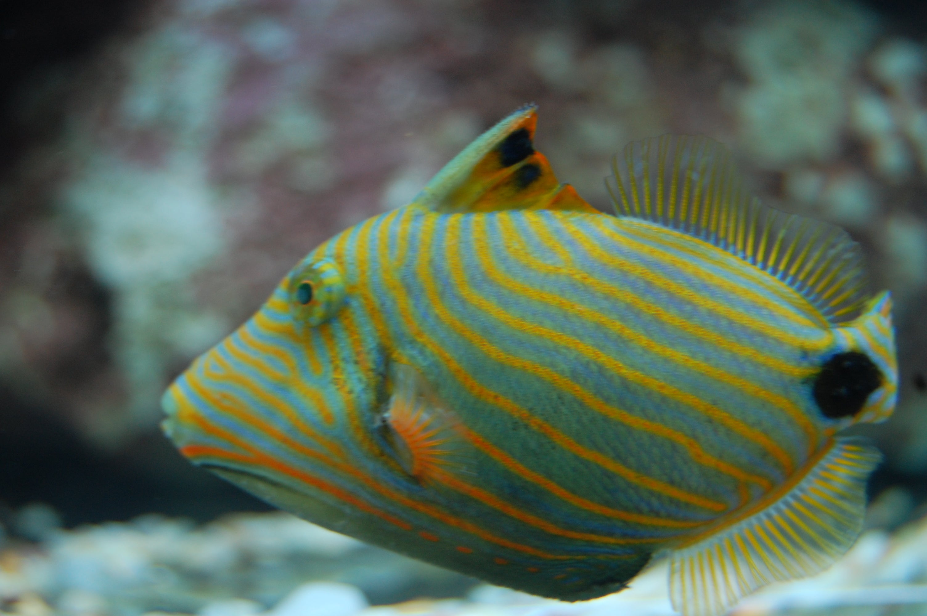 alt="undulatus trigger"